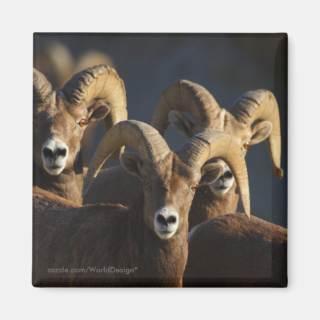 Aimant Bighorn Sheep (Devant)