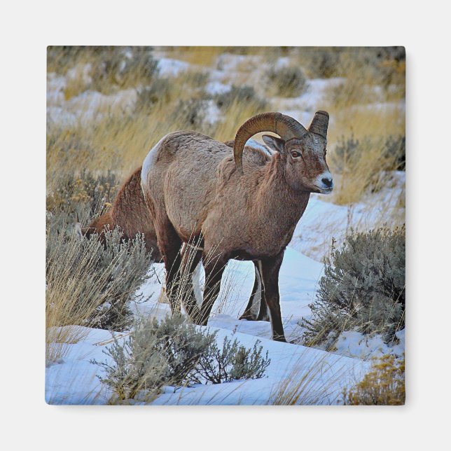 Aimant Bighorn Sheep Photo Neige (Devant)