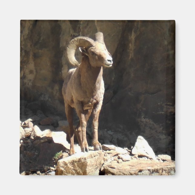 Aimant Bighorn Sheep Ram près des rochers dans le Colorad (Devant)