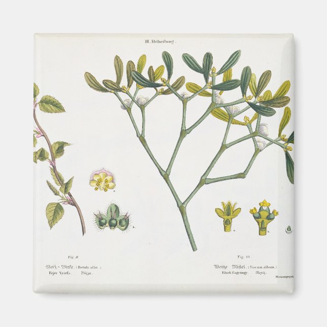 Aimant Birch (à gauche) et Mistletoe (à droite), fig. 9 e (Devant)