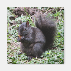 AIMANT BIRCH BAY SQUIRREL