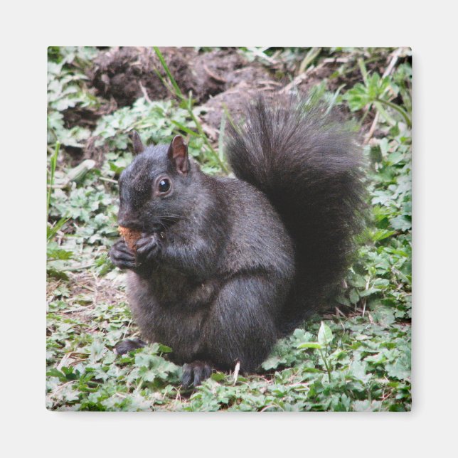 AIMANT BIRCH BAY SQUIRREL (Devant)