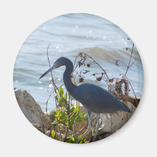 Aimant Bird By the Bay Little Blue Heron Safety Harbour