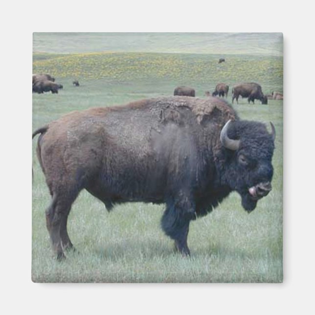 Aimant Bison (Devant)