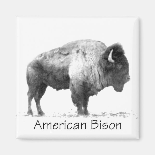 Aimant Bison américain (Devant)