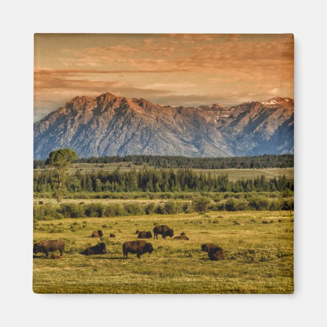 Aimant Bison au lever du soleil (Devant)