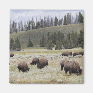 Aimant Bison dans la vallée de Hayden de Yellowstone