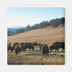 Aimant Bison dans le Colorado