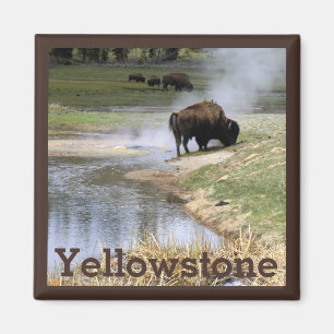 Aimant Bison dans le parc national de Yellowstone