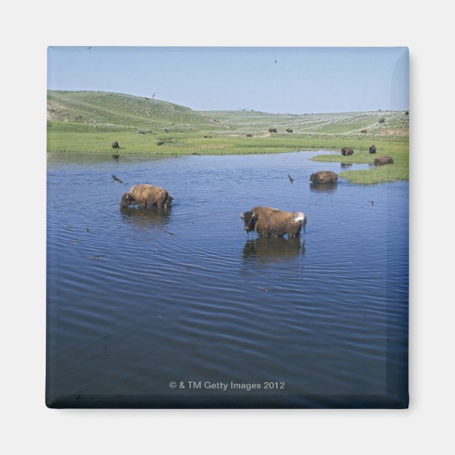 Aimant Bison Dans L'Eau Avec De Nombreuses Hirondelles De (Devant)