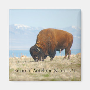 Aimant Bison de l'île d'antilope, UT