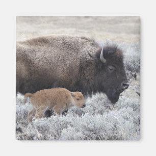 Aimant Bison de vache et de veau, Yellowstone 2