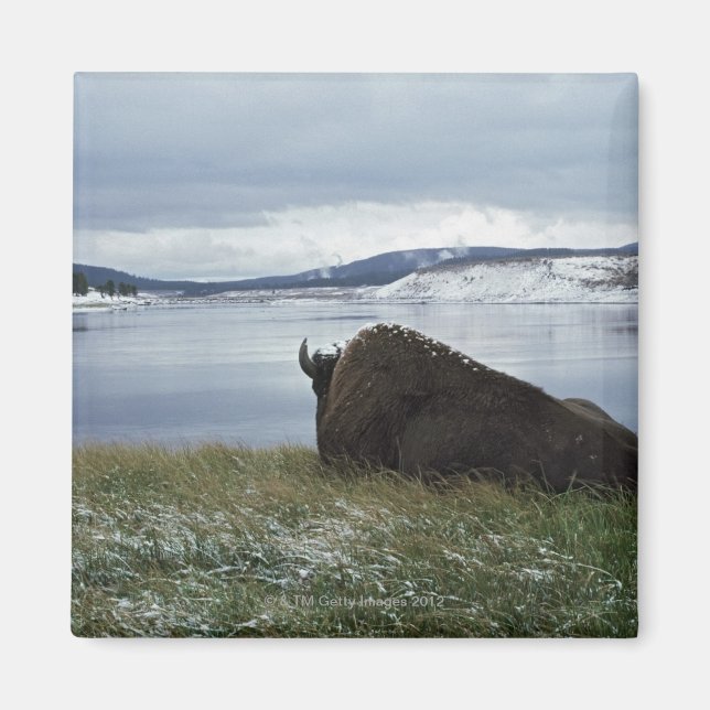 Aimant Bison Reposant Sur La Rivière Yellowstone Avec Nei (Devant)