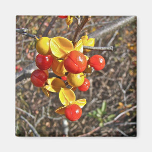 Aimant Bittersweet Vine Berries Articles