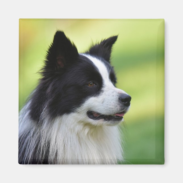 Aimant Black and White Border Collie Dog (Devant)