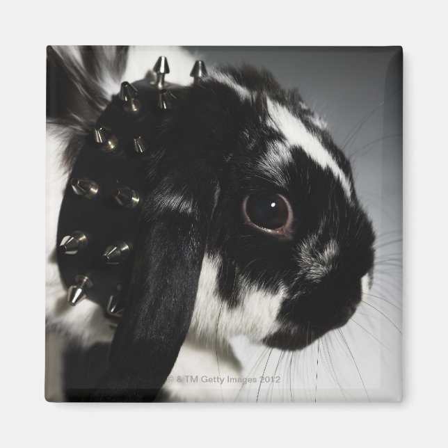 Aimant Black and white rabbit with Étudiant ded collar (Devant)