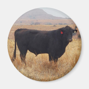 Aimant Black Angus Steer Grazing