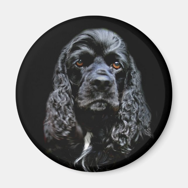 Aimant Black Cocker Spaniel (Devant)