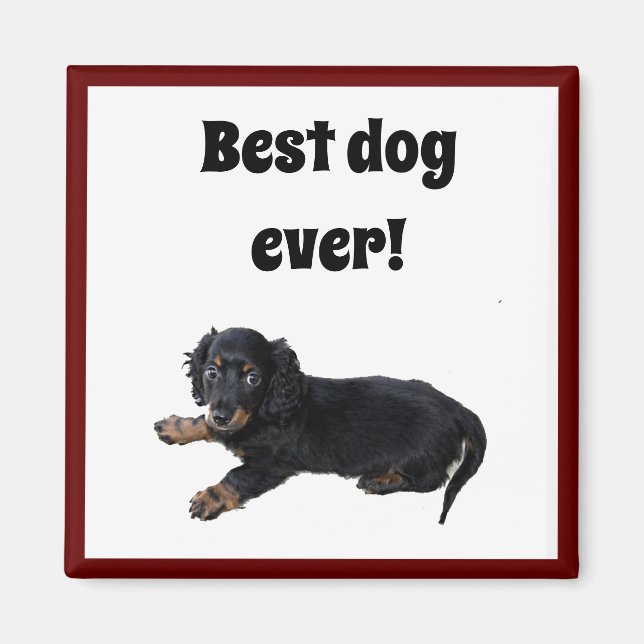 Aimant Black Dachshund Cocker Spaniel Puppy Photographie (Devant)