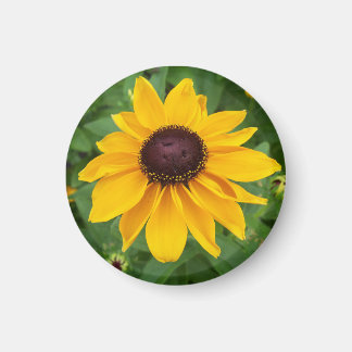 Aimant Black Eyed Susan Assis Plutôt