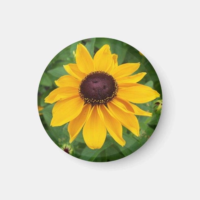 Aimant Black Eyed Susan Assis Plutôt (Devant)