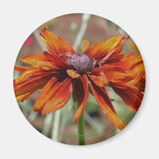 Aimant Black Eyed Susan Flower Photonet