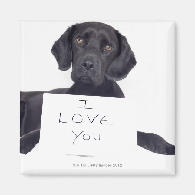 Aimant Black Labrador 13 mois (Devant)