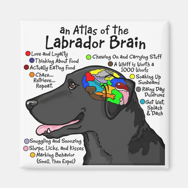 Aimant Black Labrador Brain Atlas (Devant)