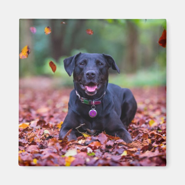 Aimant Black Labrador Dans Les Feuilles Automnes (Devant)