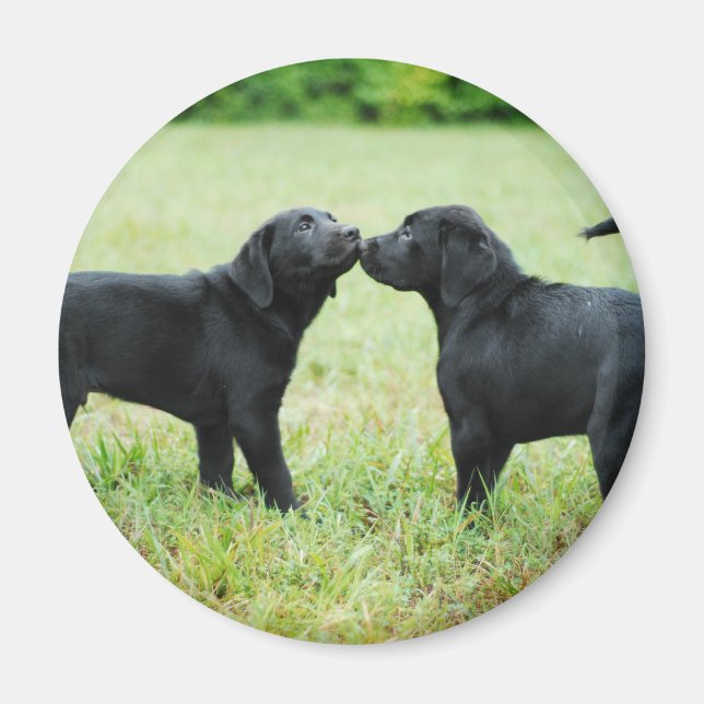 Aimant Black Labrador Retriever (Devant)