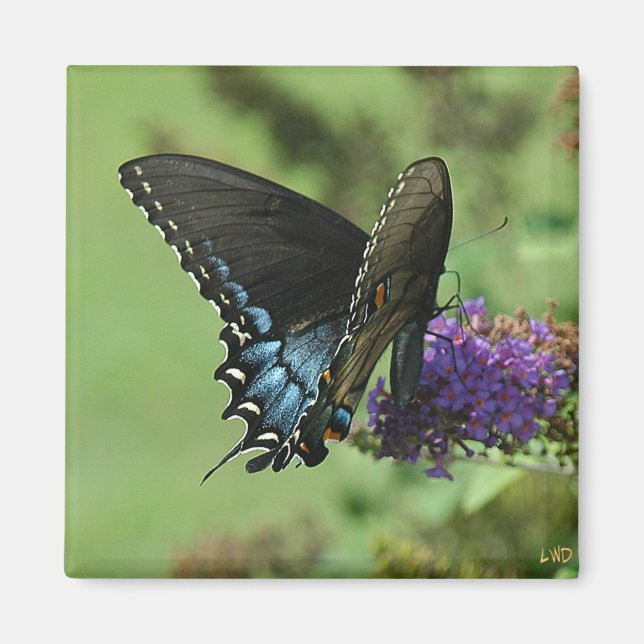 Aimant Black Swallowtail 9.05-1 (Devant)