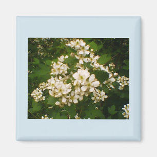 Aimant Blackberry Bloom