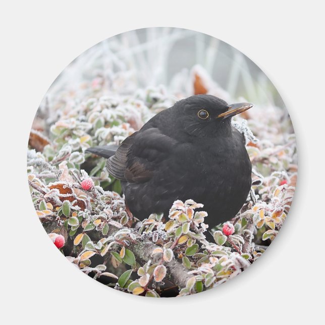 Aimant Blackbird d'hiver (Devant)