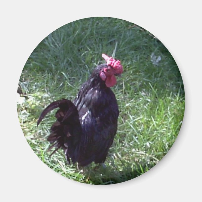 Aimant Blackbird le coq (Devant)