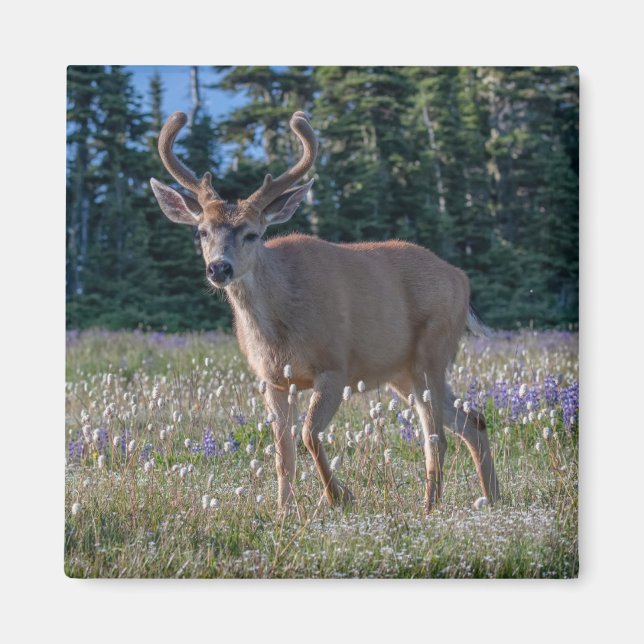 Aimant Blacktail Deer Buck | Parc national olympique (Devant)