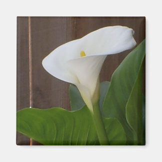 Aimant Blanc Cali Lily