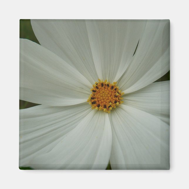 Aimant Blanc Cosmos Fleur sauvage d'été Floral (Devant)