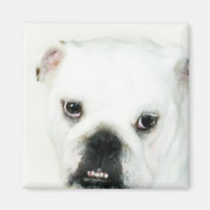 Aimant blanc de bouledogue