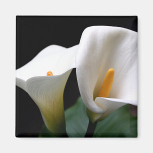 Aimant blanc de carré de fleur de zantedeschia