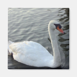 Aimant blanc de cygne