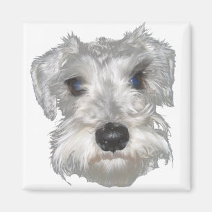 Aimant blanc de Schnauzer miniature