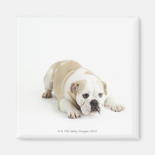 Aimant Blanc et bouledogue bronzage