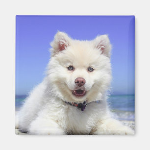 Aimant Blanc Lapphund Finlandais Puppy Cute