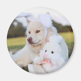 Aimant Blanc Lapphund Finlandais Puppy Cute