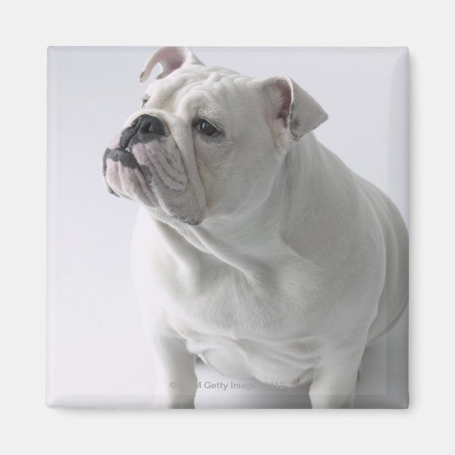 Aimant Blancs Bulldog assis en studio, (Devant)
