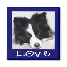 Aimant Bleu Chien Border Collie Noir et Blanc