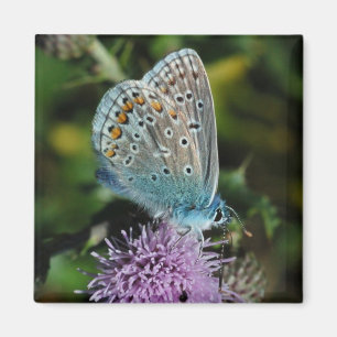 Aimant Bleu commun de papillon sur l'aimant de chardon