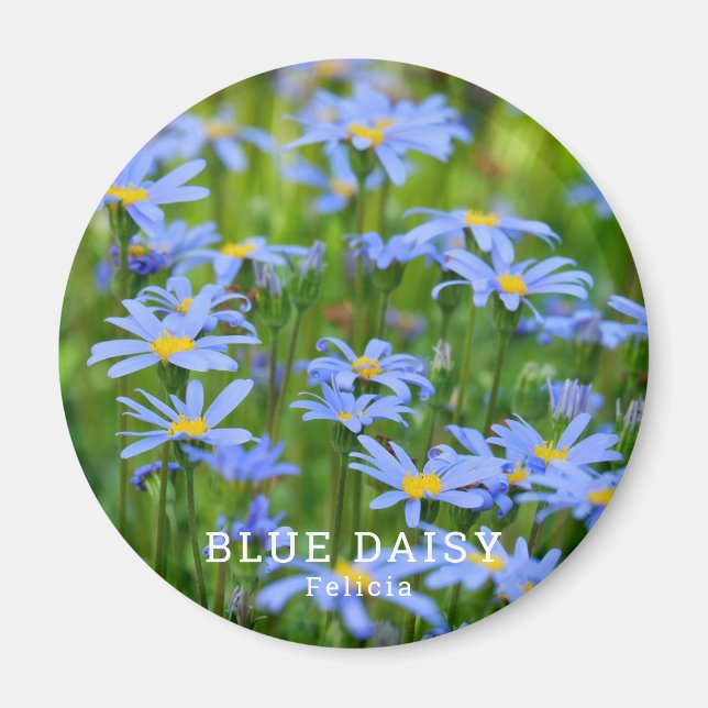 Aimant Bleu Daisy (Devant)
