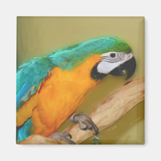 Aimant bleu de peinture de perroquet d'ara d'or
