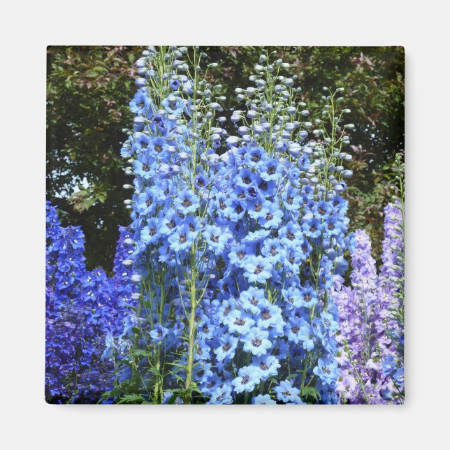 Aimant Bleu Delphinium Fleurs Florales Jardin Nature (Devant)